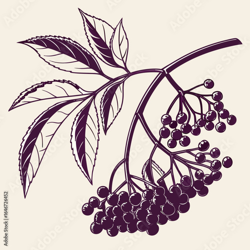 Hand-drawn elderberry branch with leaves and ripe berries. Botanical vector illustration of a Sambucus plant for herbal medicine design.