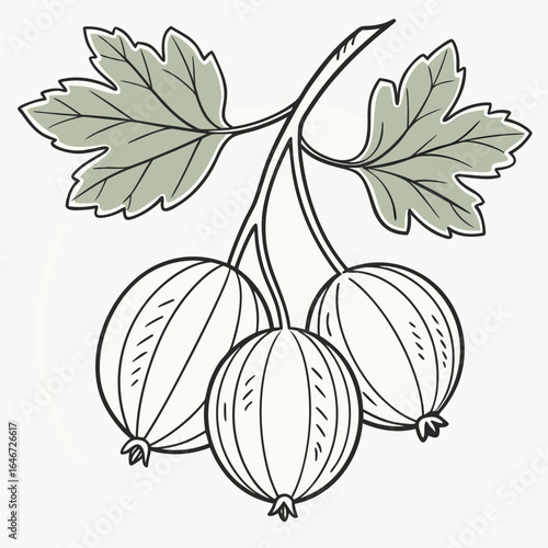 Elegant hand-drawn gooseberry cluster with leaves, isolated vector graphic for culinary and garden themes