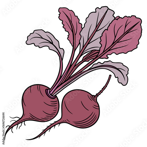 A detailed hand-drawn illustration of two fresh beetroots with purple leaves and roots, isolated on a white background.
