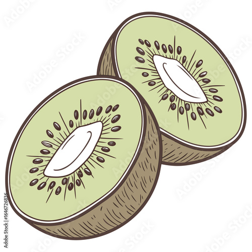 Vintage sketch illustration of a kiwi fruit cut in half. Healthy organic tropical fruit concept isolated on a white background.