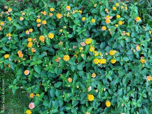 Bright Lantana camara flowers in full bloom, with vibrant yellow, orange, and pink clusters surrounded by rich green foliage. Perfect for gardening, landscaping, and tropical plant visuals.