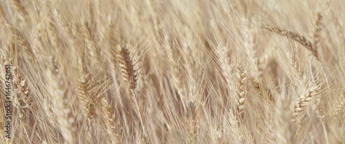 Slow zooming ears of wheat anamorphic 4K video.