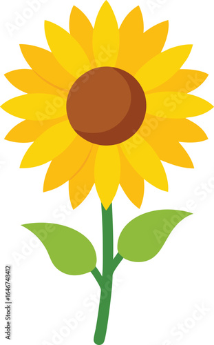 single sunflower bloom with yellow petals on transparent background