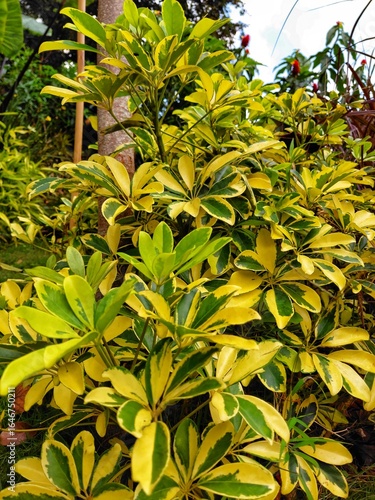 Variegated Schefflera plant with bright yellow and green leaves in a tropical garden. Vibrant foliage plant perfect for landscaping, decorative gardening, and nature backgrounds