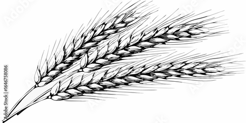 Vector illustration of three stalks of wheat with detailed grains and sharp lines in black and white style
