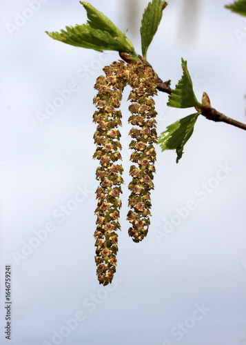 Spring. Close-up of birch catkins