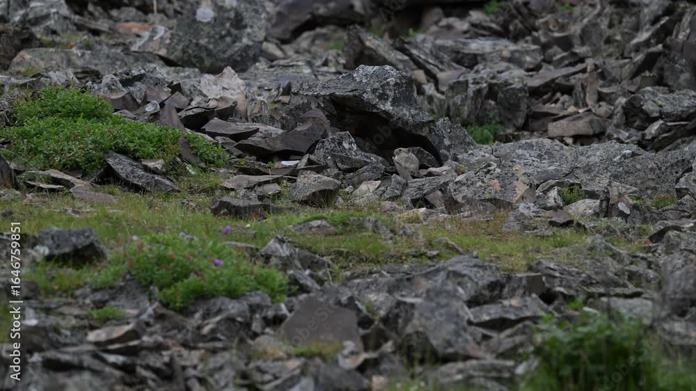 Pika in the Canadian Rockies alpine area Pika in the Canadian Rockies alpine area