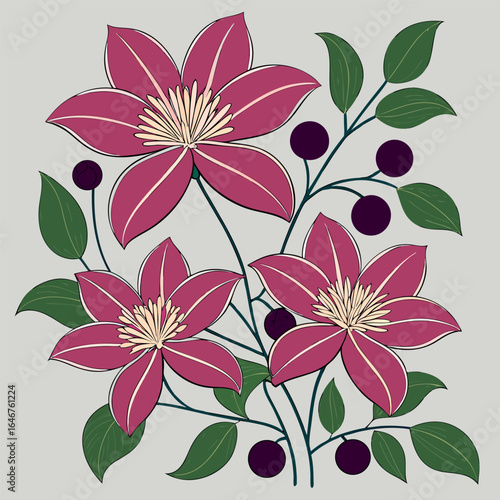 Three blooming clematis flowers intertwine with verdant leaves and dark berries on a gray background