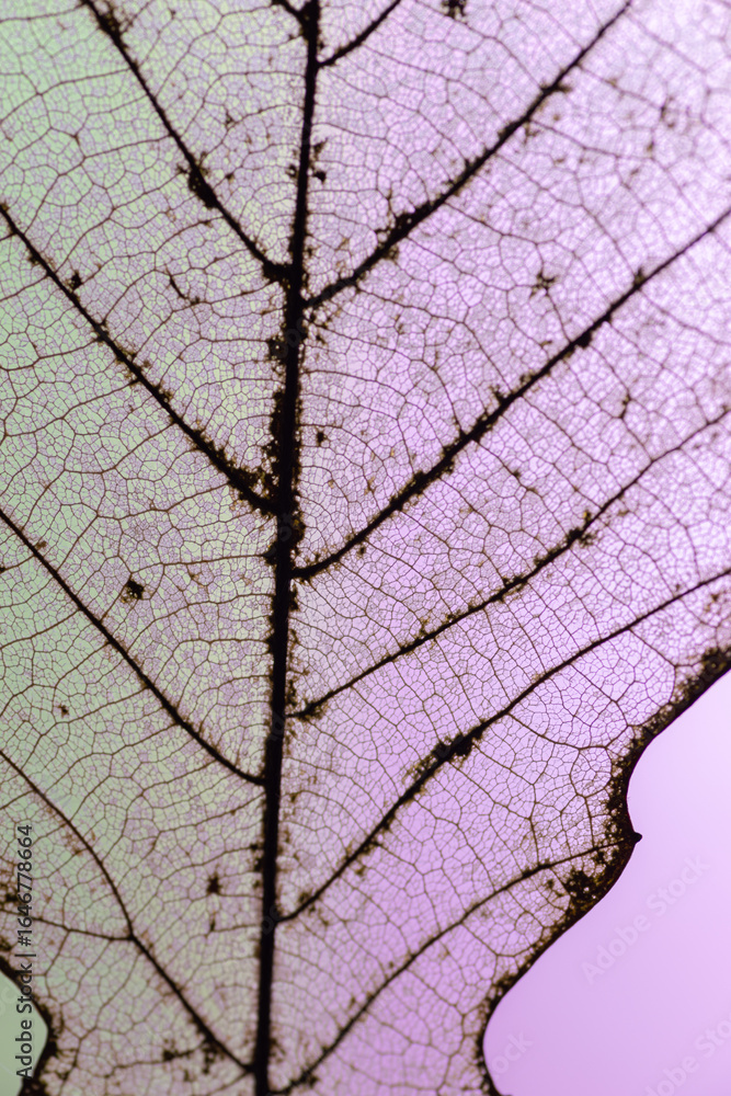 Fototapeta premium 透ける葉の葉脈 スケルトンリーフ