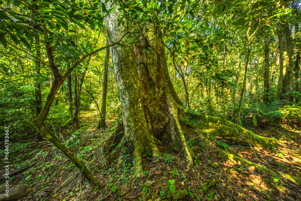 Obraz premium A towering kapok tree in the Amazon rainforest, surrounded by dense greenery and smaller plant species
