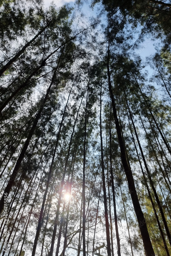 Fototapeta premium The vertical shot of perspective of group of pine tree from below.