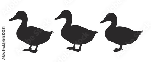 UntitledIllustration of three duck silhouettes isolated on white background, representing wildlife, nature, and avian species, symbolizing freedom, migration, and the beauty of waterfowl