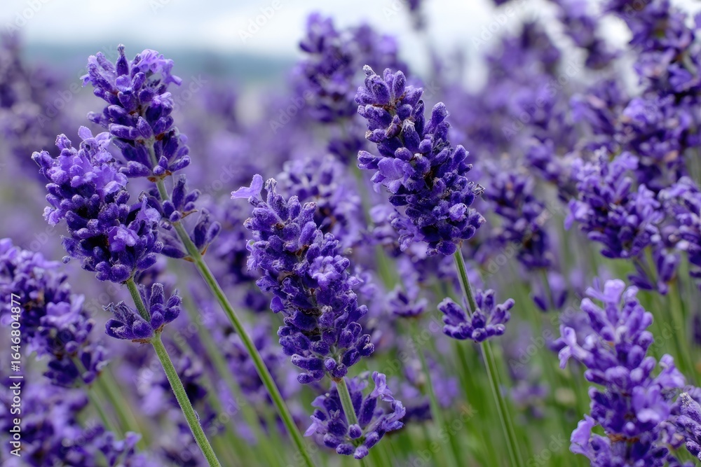 Naklejka premium Close-up lavender blossoms