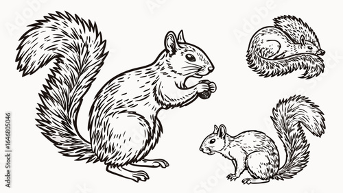 Illustration of three squirrels in different poses with detailed line work and bushy tails created with generated ai