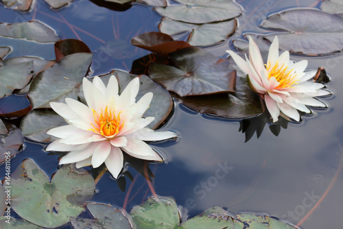 Two white water lilies on the surface of the water