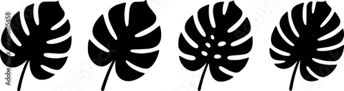 Four black monstera leaves with varying fenestrations leaf tropical