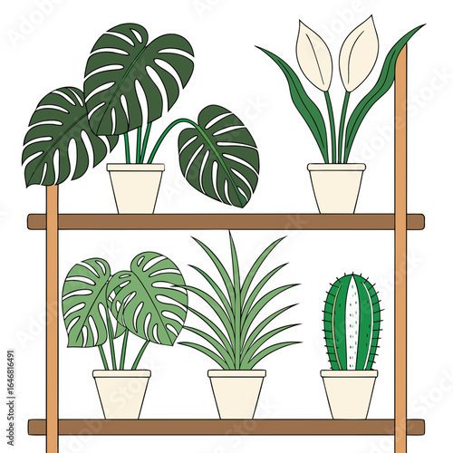 Six potted houseplants including monstera peace lily and cactus on shelves monstera plant