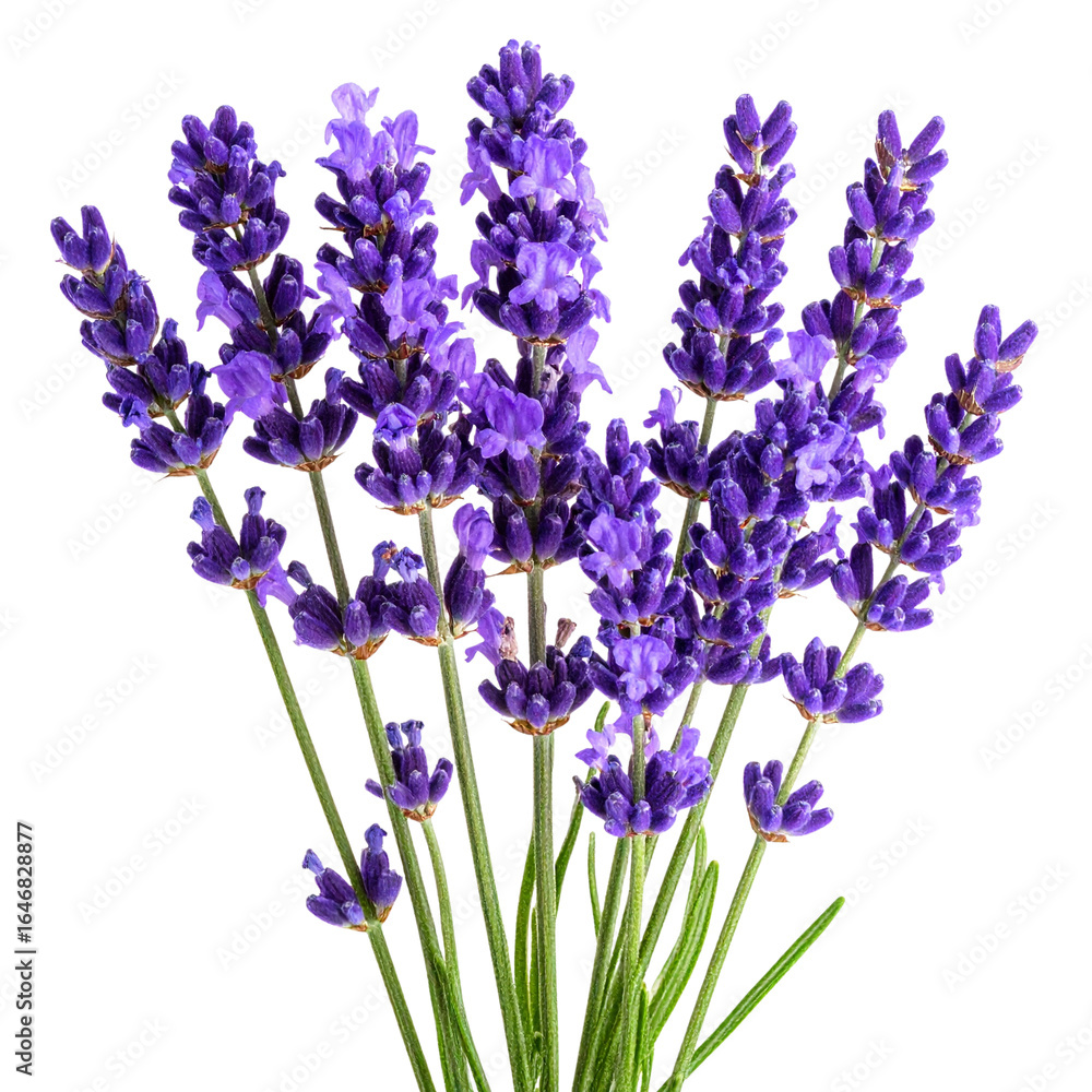 Naklejka premium A beautiful bunch of purple lavender flowers with green stems isolated on a white background