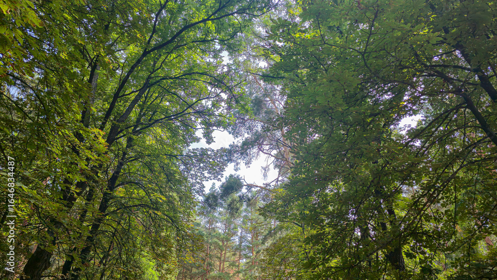 Obraz premium Tall trees and blue sky, visible through pine trees. Tourist recreation.