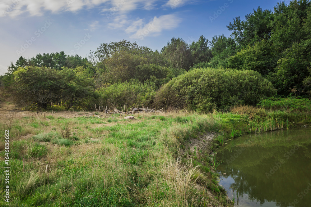 Fototapeta premium pond in summer in the wild