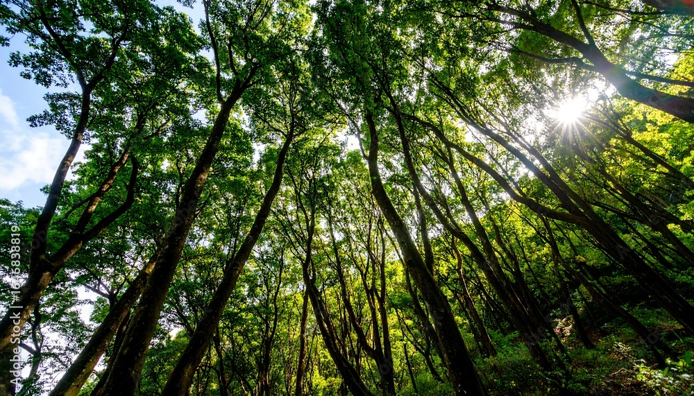 Obraz premium Lush forest canopy. Sunlight streams through