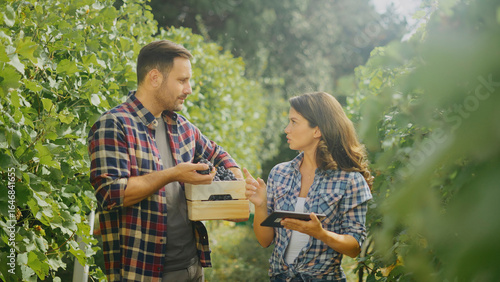 Konstfotografi Winegrowers harvesting grapes in vineyard using digital tablet