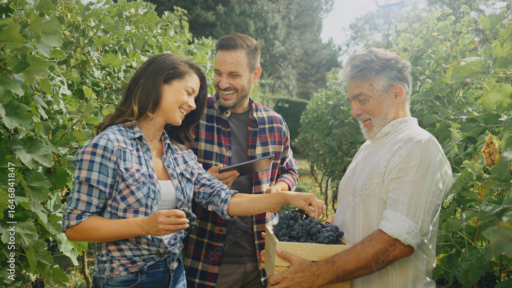 Obraz premium Winemakers harvesting grapes in vineyard using digital tablet