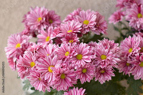 colorful blooming chrysanthemums in the garden and flower pot