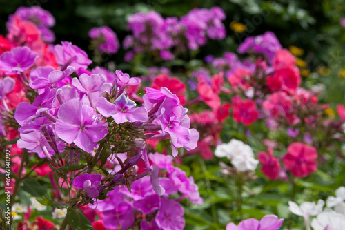 Pink flowers. Phlox paniculata. Blooming phlox surrounded by other colorful flower bushes. Pink phlox flower close up for background, post, screensaver, wallpaper, postcard, banner, cover, website