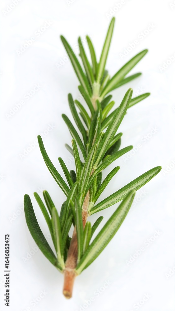 Obraz premium Fresh rosemary sprig (1)