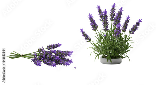 Vibrant purple lavender sprigs, sharply focused, on a transparent seamless studio surface with soft shadows and bokeh, symbolizing natural purity and serenity