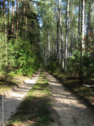 Forest landscape. Road between green trees.