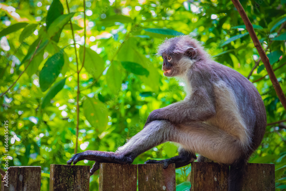 Obraz premium Dusky Leaf Monkey Resting on Wooden Fence in Zoo, Malaysia