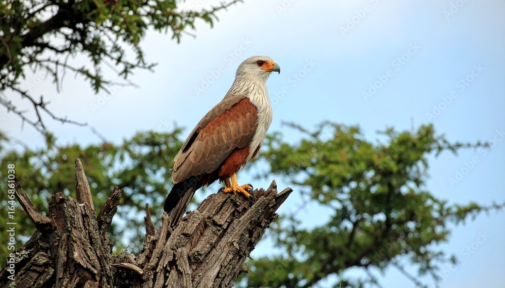 Obraz premium Majestic Eagle Resting High on a Forest Tree