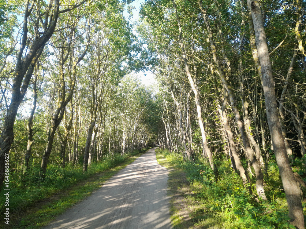 Fototapeta premium Waldweg, Sonnenlicht, Natur