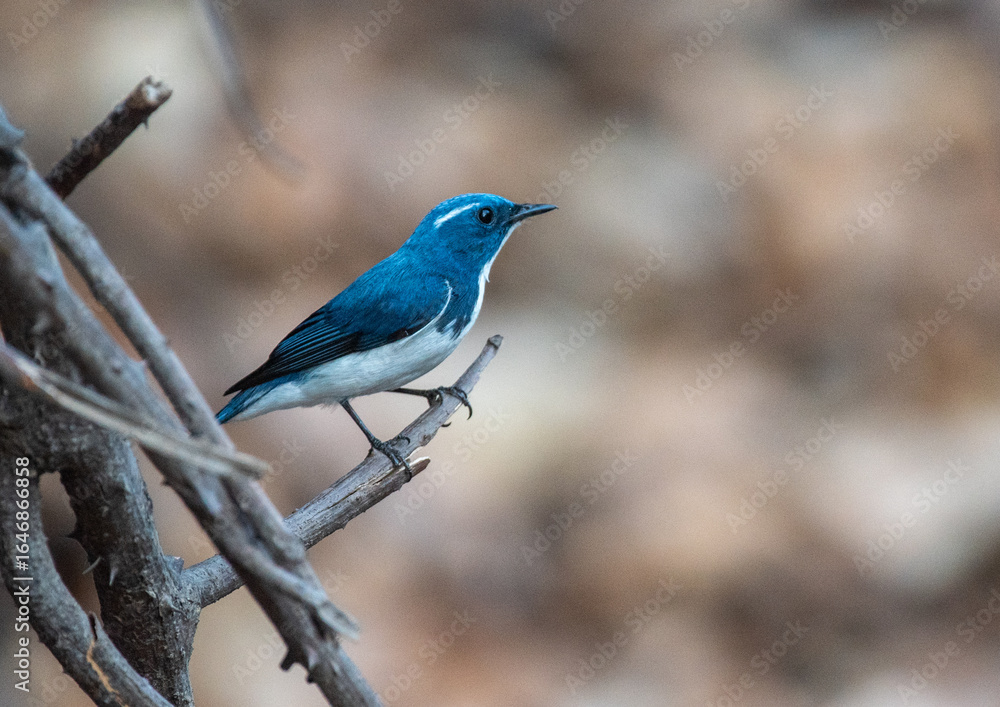 Naklejka premium Ultramarine flycatcher bird perched on a branch in the forest. Close up, selective focus. 