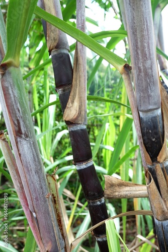 Sugar cane plant in the garden