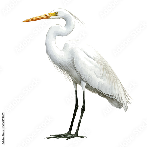 Egret, watercolor painting vector, isolated on a white background.