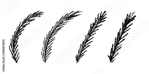 Set of hand drawn spruce branch clipart. Twig of coniferous tree doodle. Christmas and winter design element
