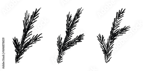 Set of hand drawn spruce branch clipart. Twig of coniferous tree doodle. Christmas and winter design element