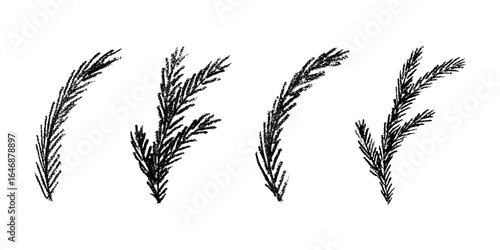 Set of hand drawn spruce branch clipart. Twig of coniferous tree doodle. Christmas and winter design element