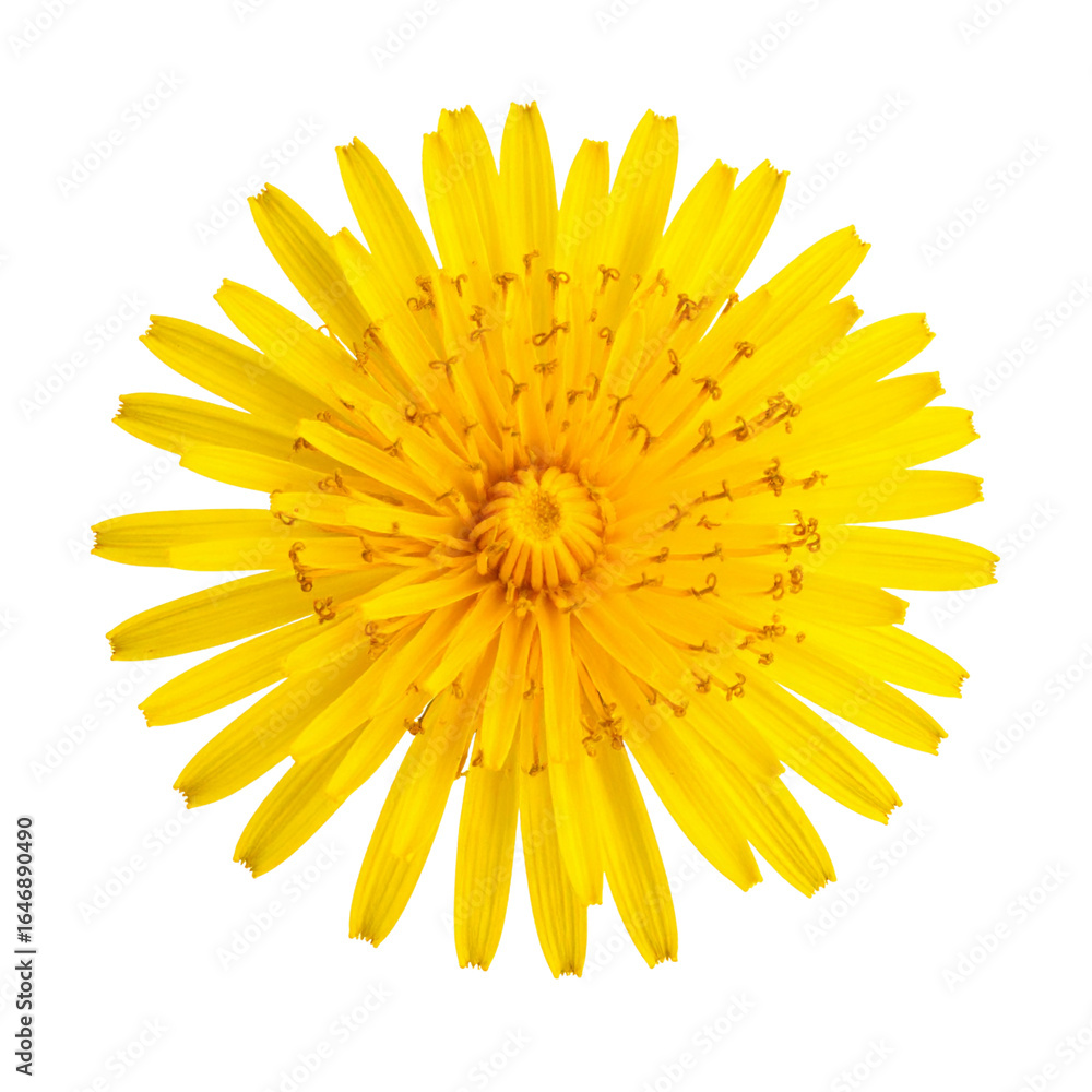 A vibrant yellow dandelion blossom, isolated on a white background, captured in a detailed close-up shot A vibrant yellow dandelion blossom, isolated on a white background, captured in a detailed close-up shot