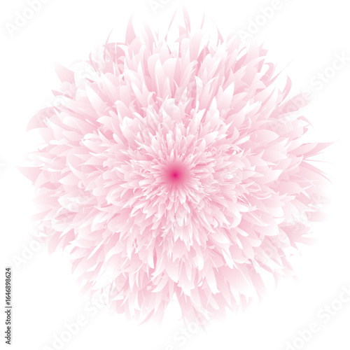 Peony, flower, botanical illustration, blossom, gradient, nature, abstract,
