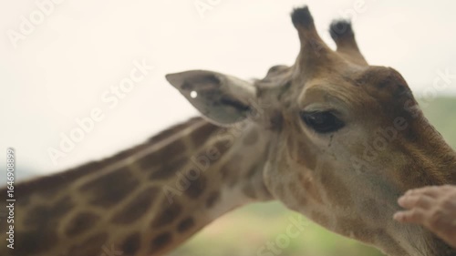 A CloseUp View of a Majestic Giraffe Observing Its Natural Environment in Beautiful Nature