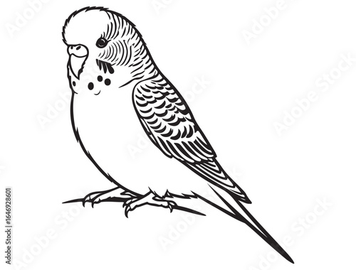 BUDGIE BIRD SILHOUETTE 