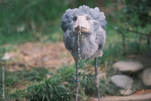Shoebill Stork Drinking Water at the Waterside