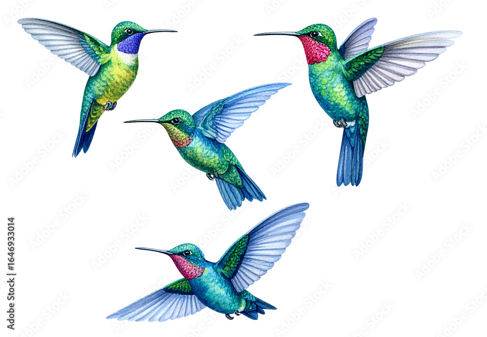 Obraz premium Colorful Hummingbird Flying in the Air, with transparent background png