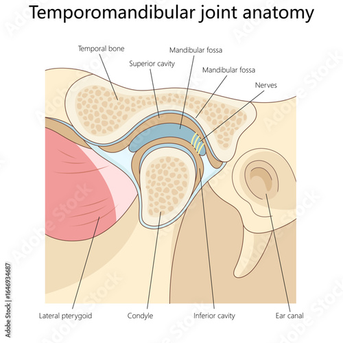 temporomandibular joint, showing bones, muscles, cavities, nerves, ear canal structure for medical education structure diagram hand drawn schematic vector illustration. Medical science illustration