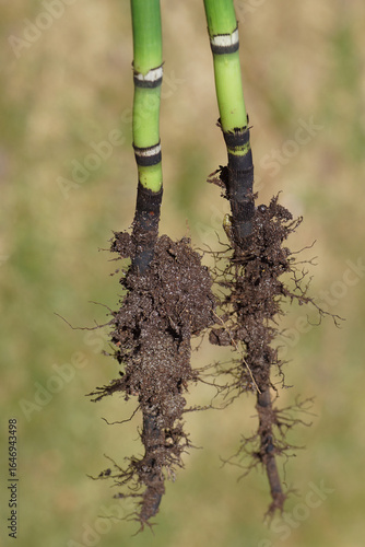 Roots of  Equisetum Hyemale, Equisetum japonica, Rough Horsetail May, Netherlands.
