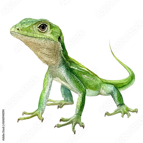 Anole Lizard, watercolor drawing vector, isolated on a white background.